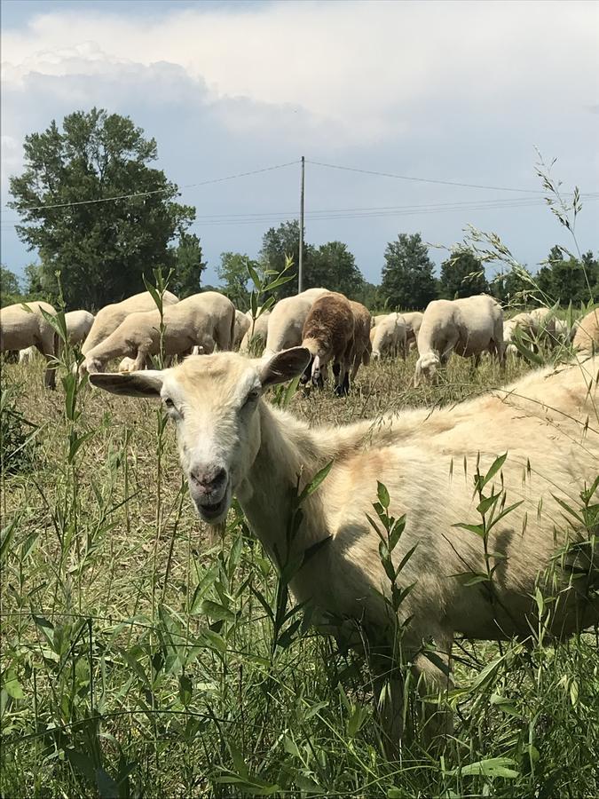 Отель Agriturismo Corte Salandini Понти-суль-Минчо Экстерьер фото